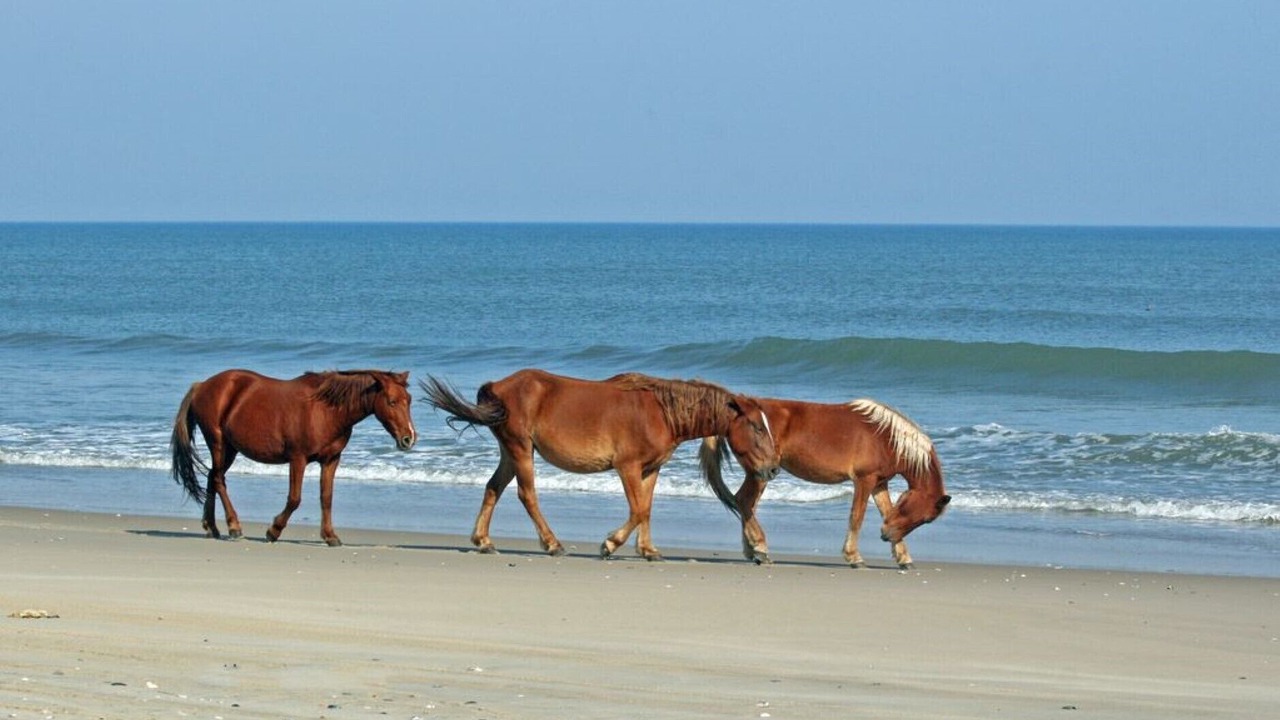 Photo of Others in Corolla