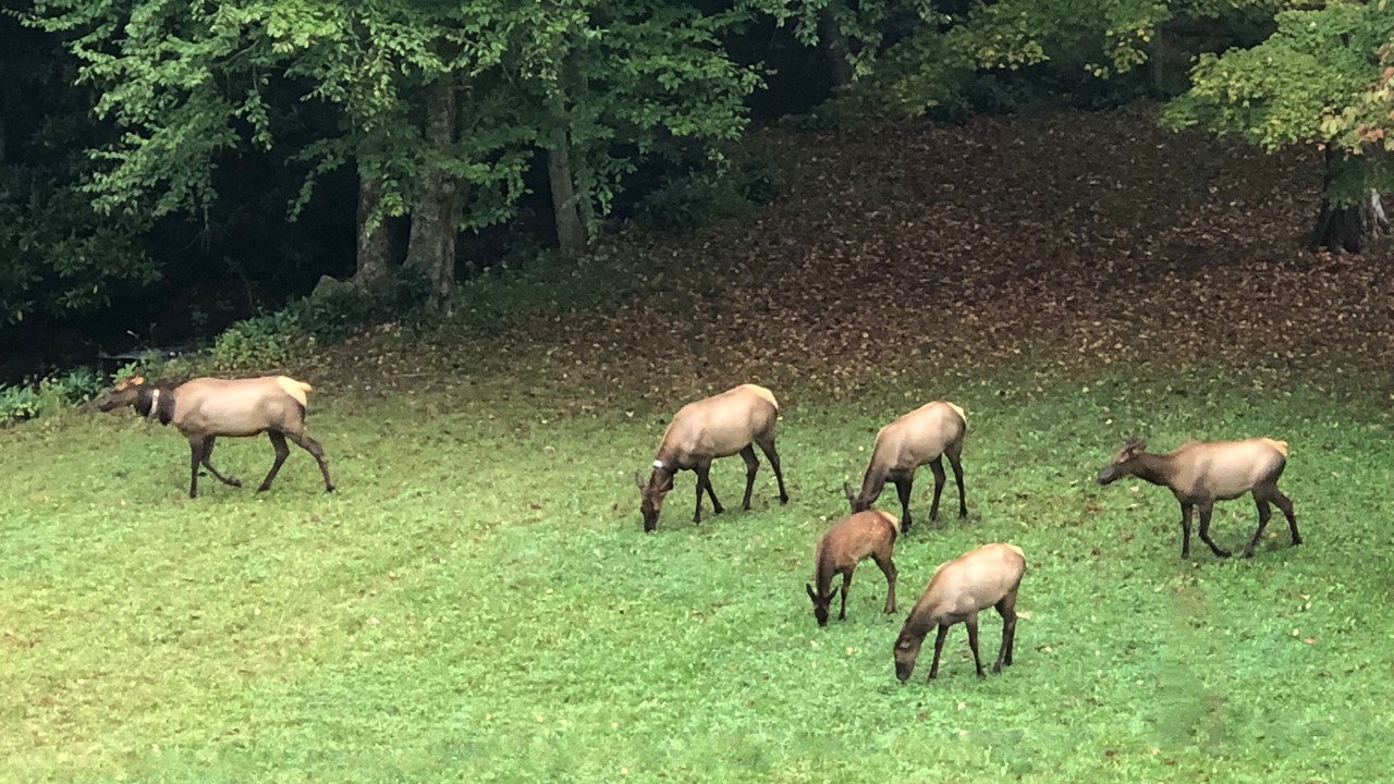 Photo of Others in Maggie Valley