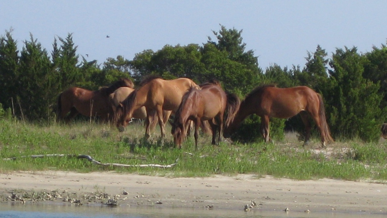 Photo of Others in Morehead City