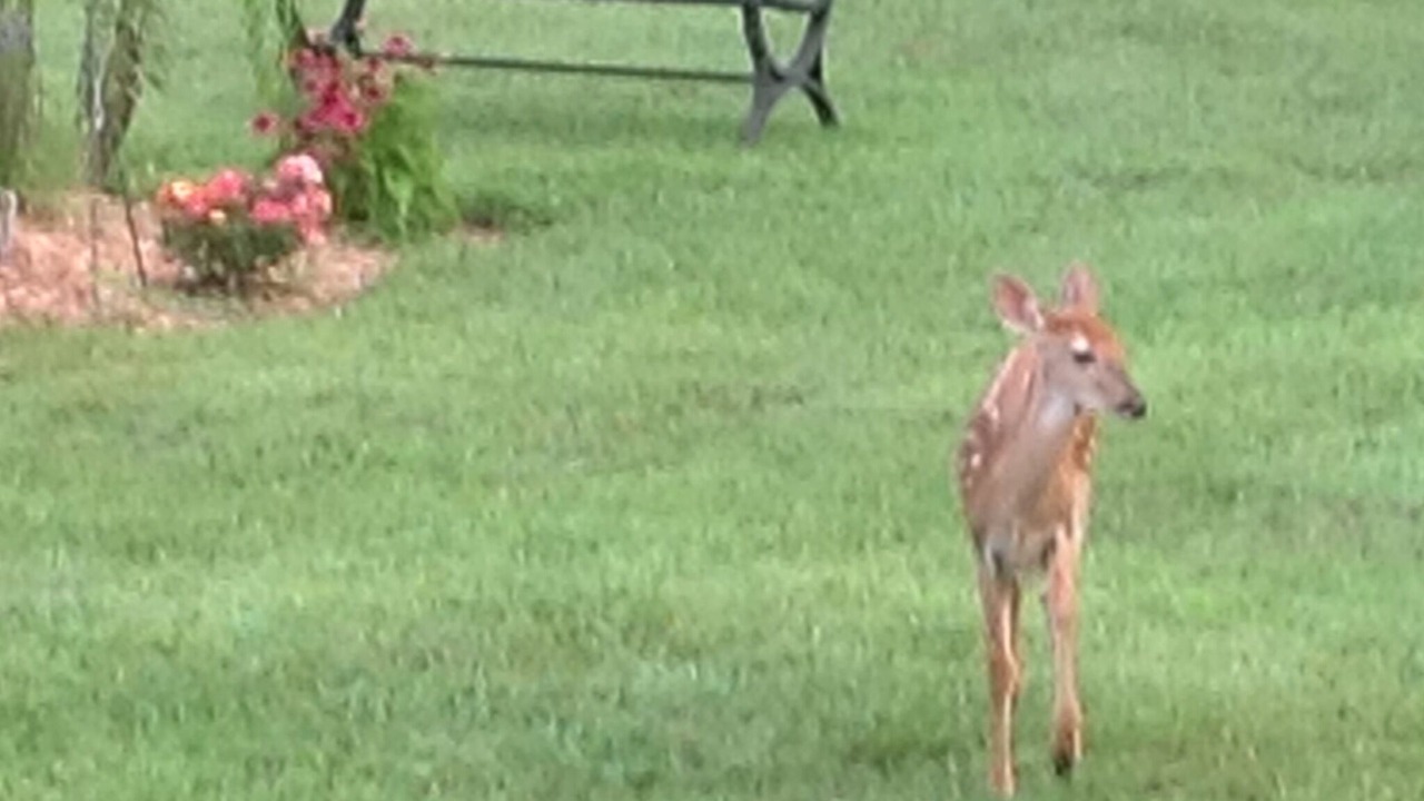 Photo of Outdoor in Byrdstown