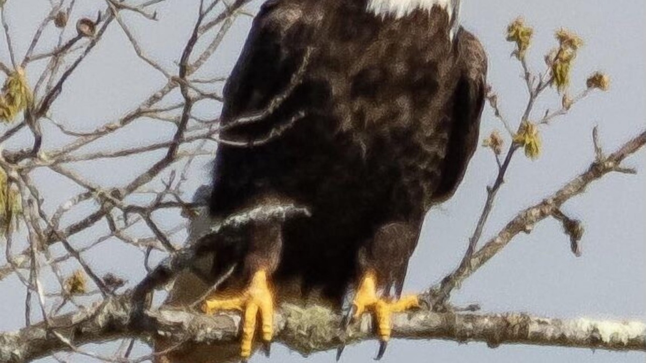 Photo of Others in Speedwell