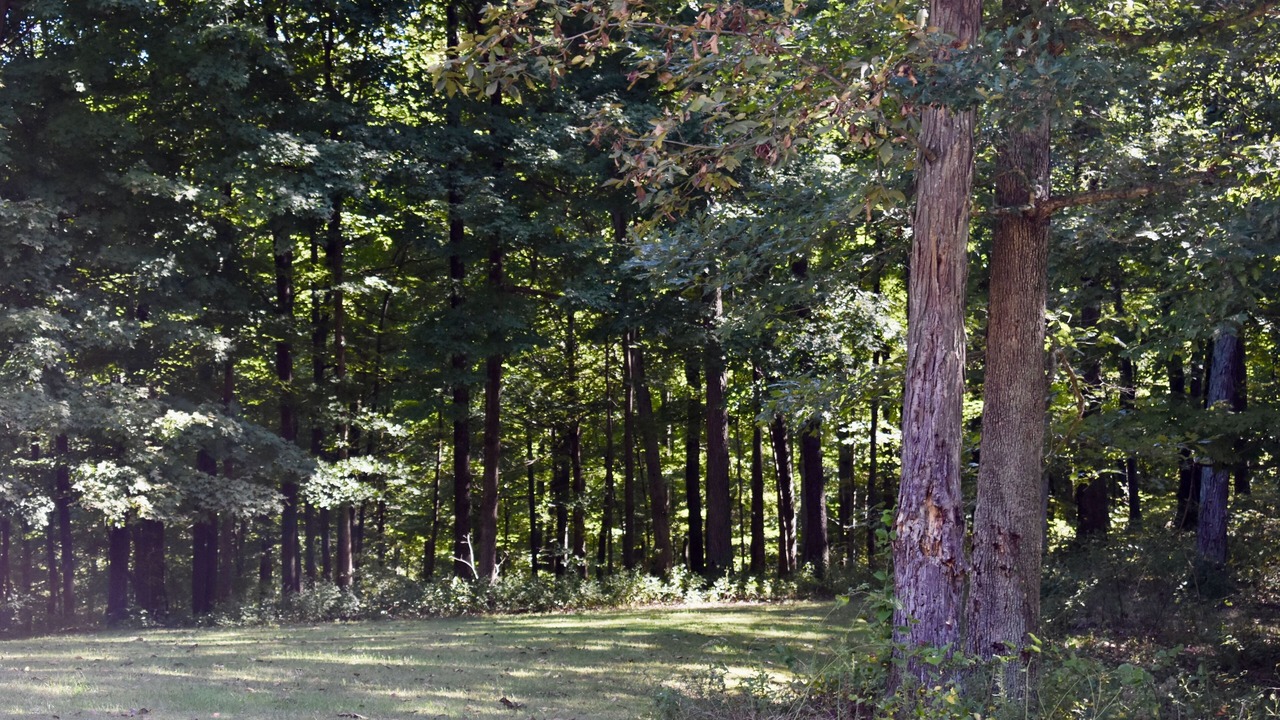 Photo of Others in Shoals
