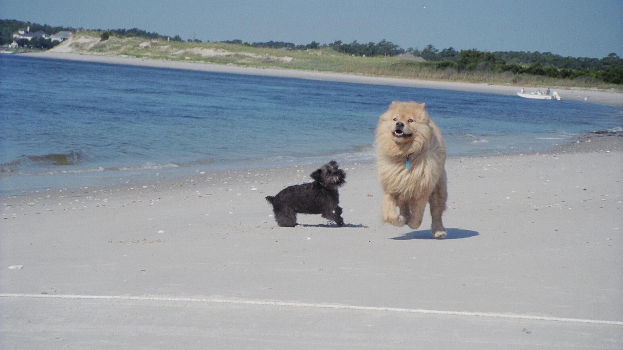 Photo of Others in North Carolina Coast