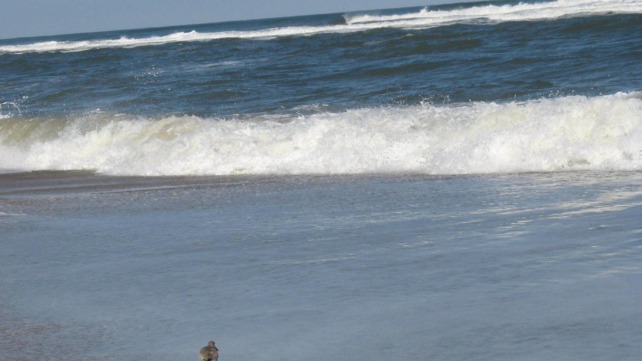 Photo of Others in Salvo