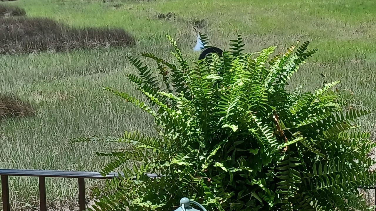 Photo of Outdoor in Carrollton