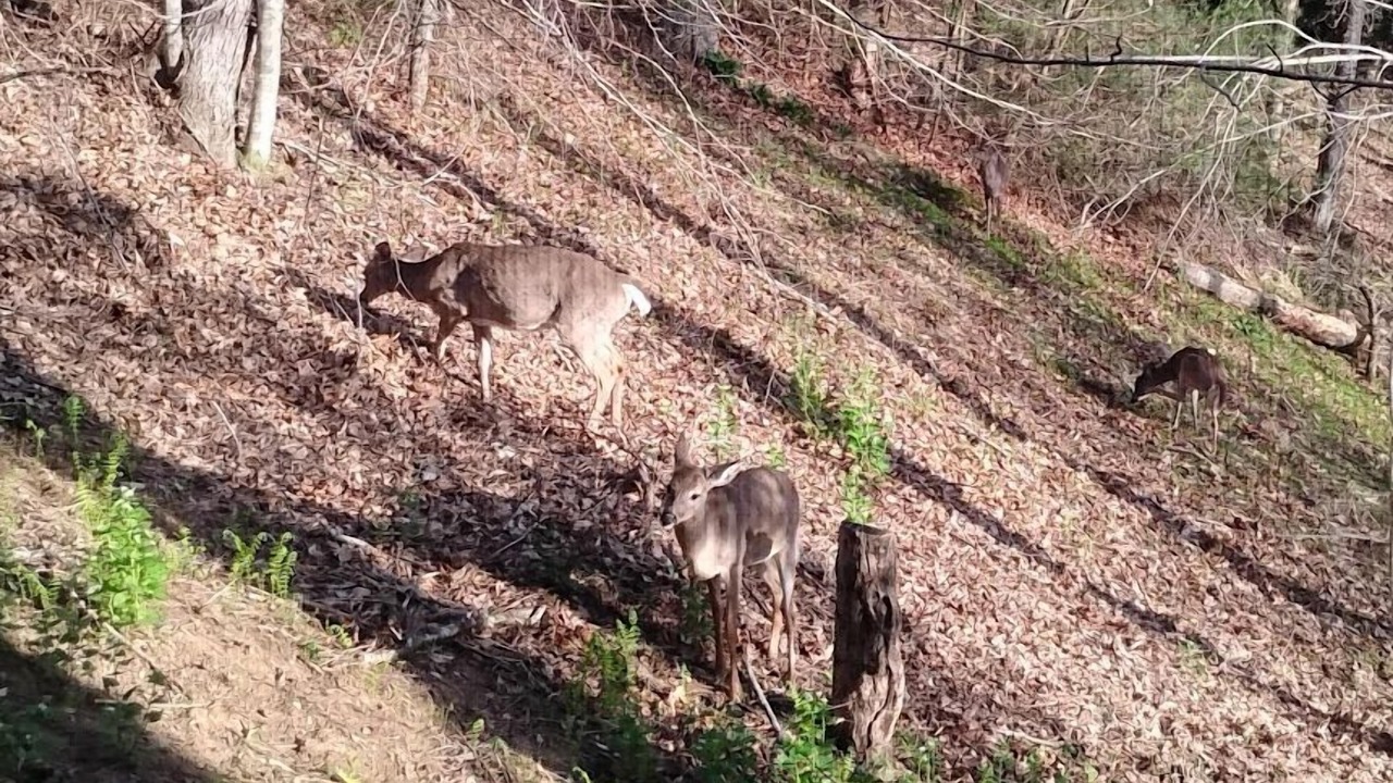 Photo of Others in Boone