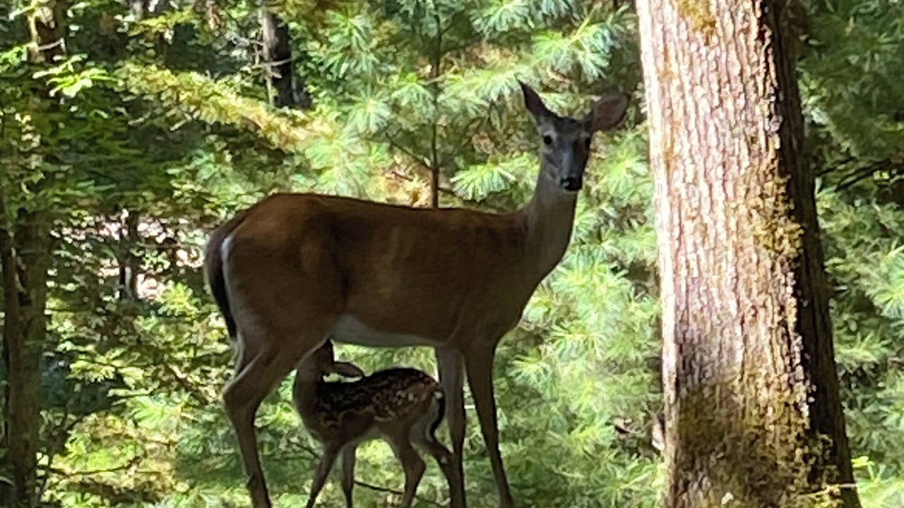 Photo of Others in Bryson City