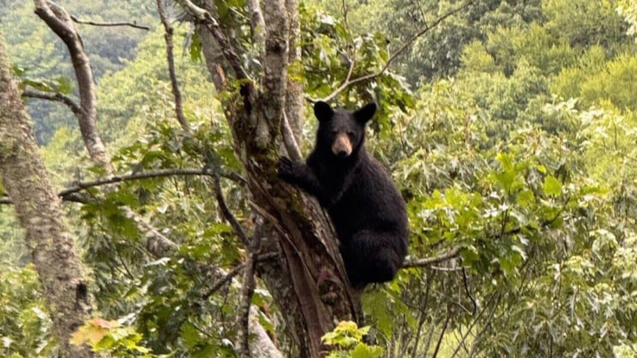 Photo of Others in Maggie Valley