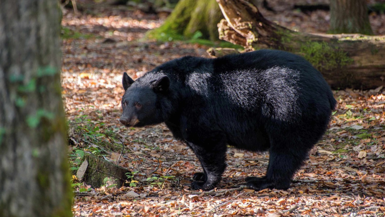 Photo of Others in Smoky Mountains