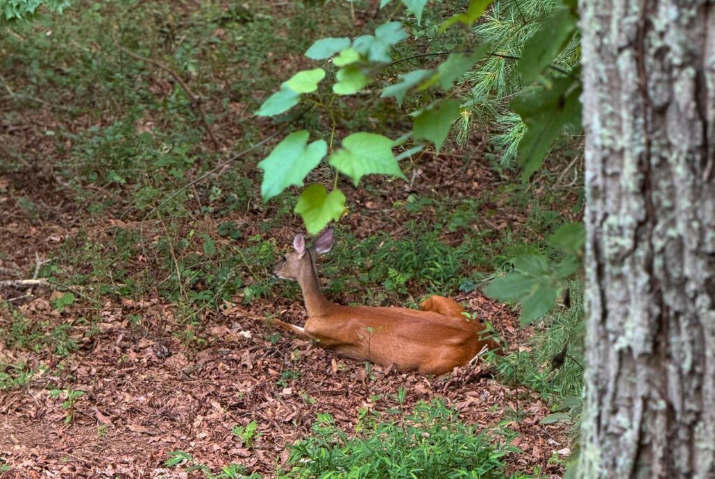 Photo of Outdoor in Asheville