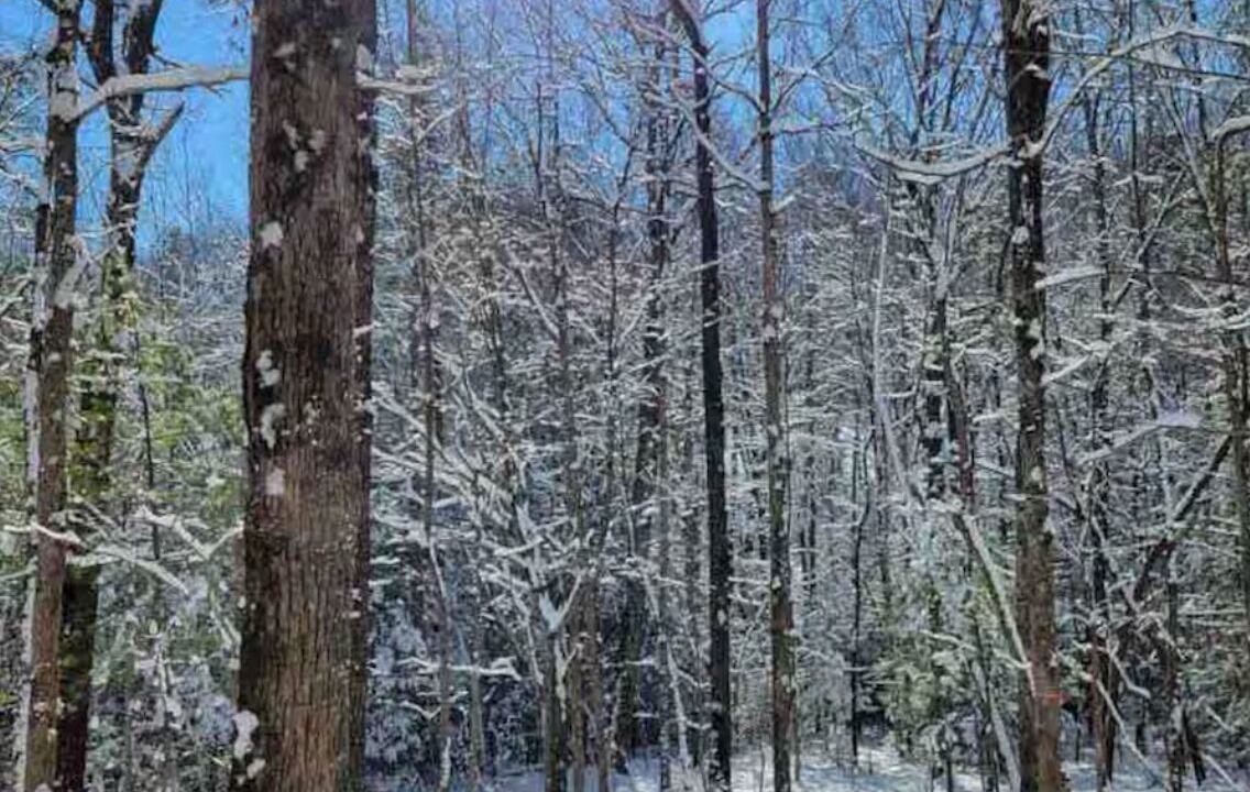 Photo of Others in Jamestown