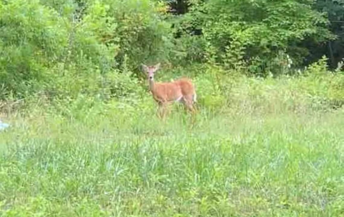 Photo of Others in Jamestown