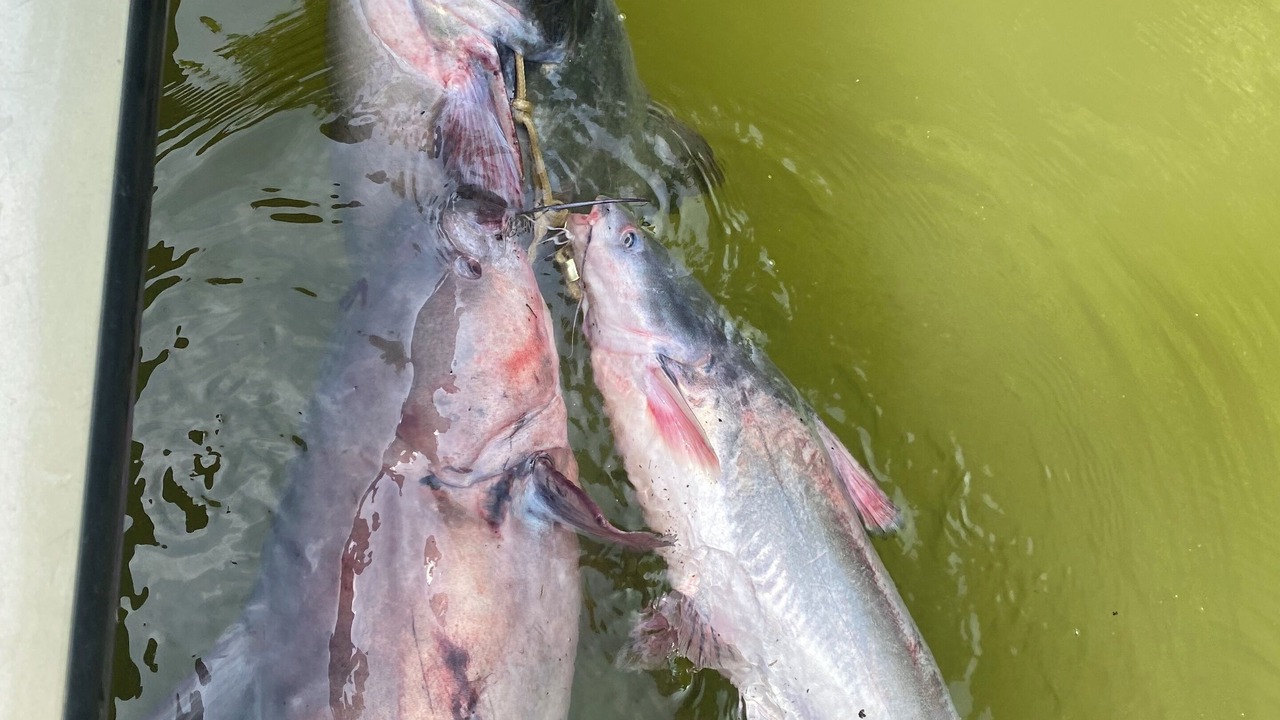 Photo of Others in Parkers Lake
