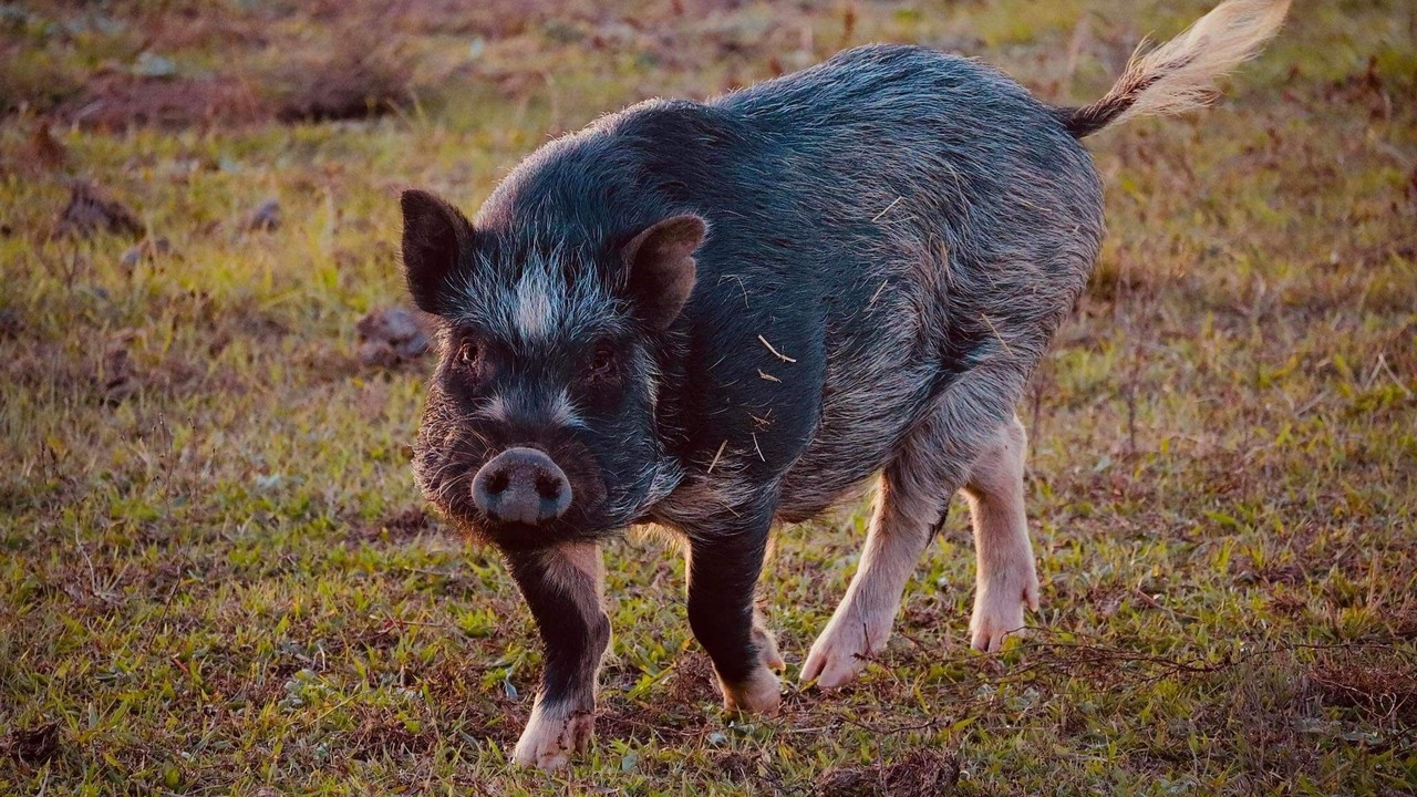 Photo of Others in Tigerville