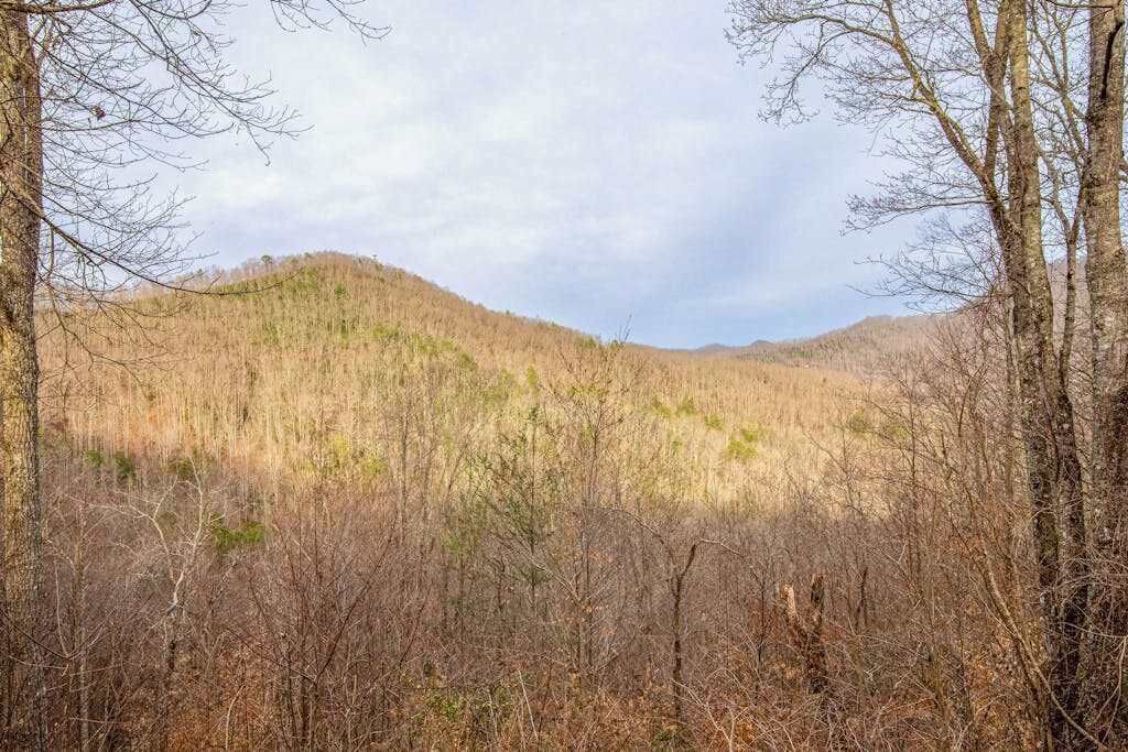 Photo of Others in Sylva