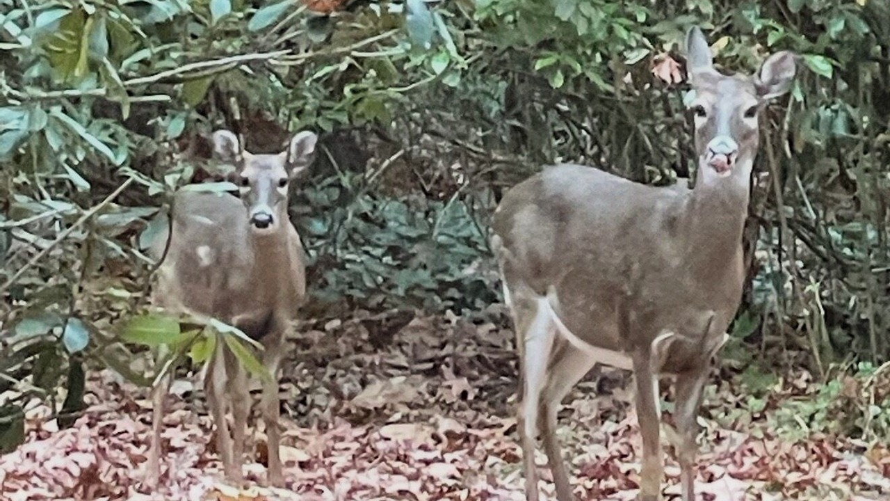 Photo of Others in Lake Sequoyah