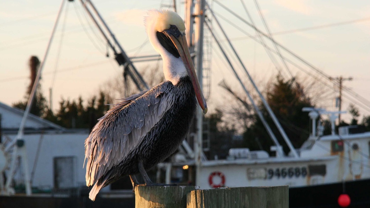 Photo of Others in Morehead City
