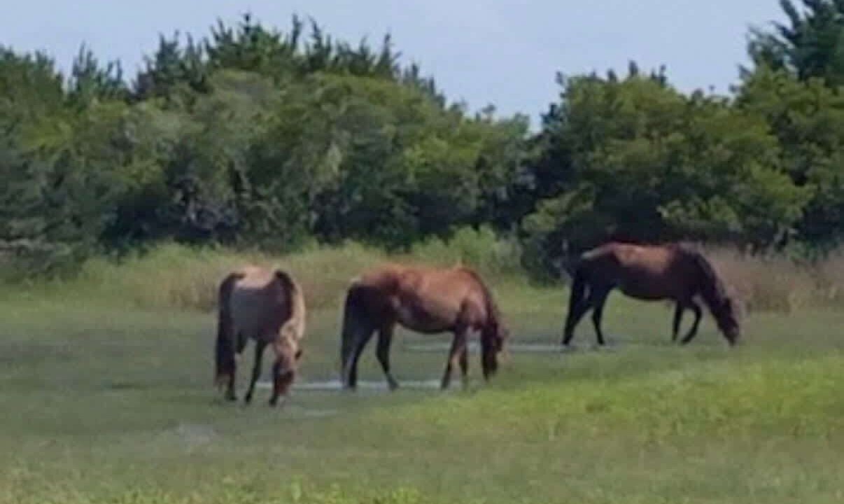 Photo of Others in Morehead City