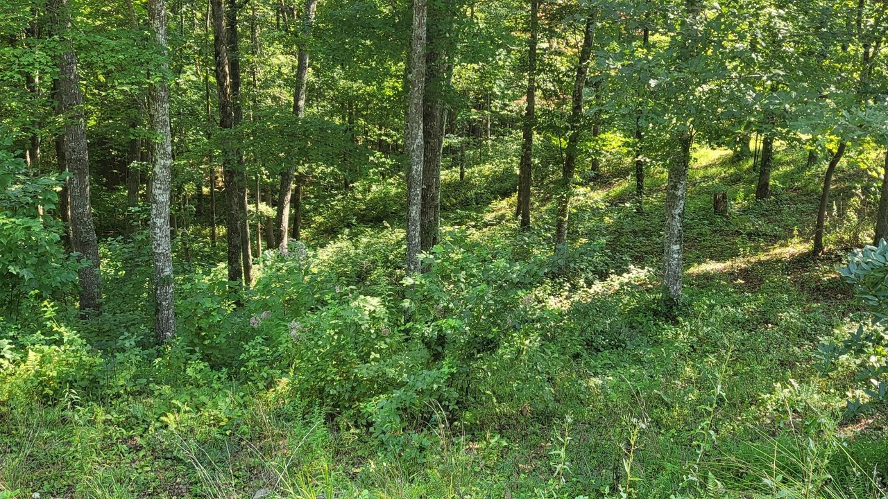 Photo of Outdoor in East Bernstadt