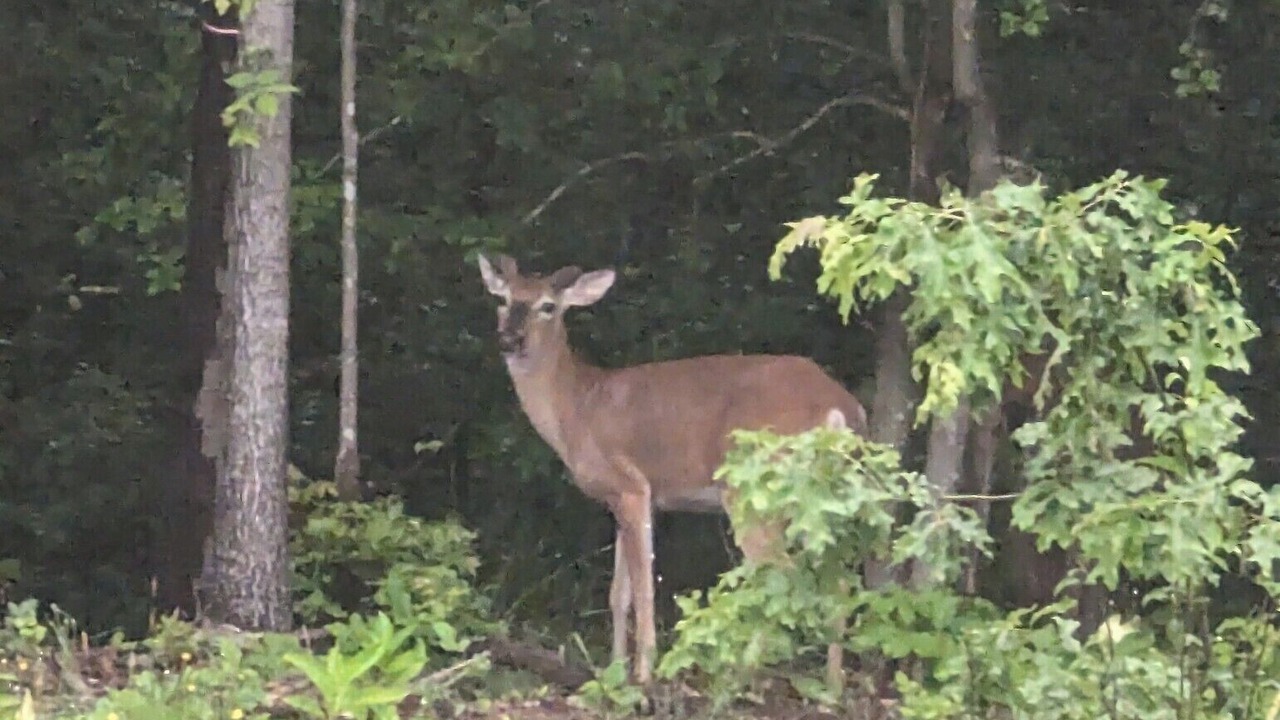 Photo of Outdoor in Mechanicsville