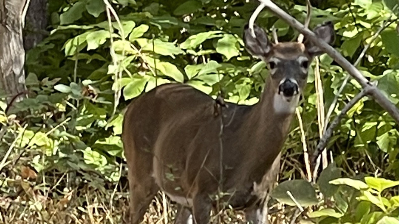 Photo of Others in Woodstock