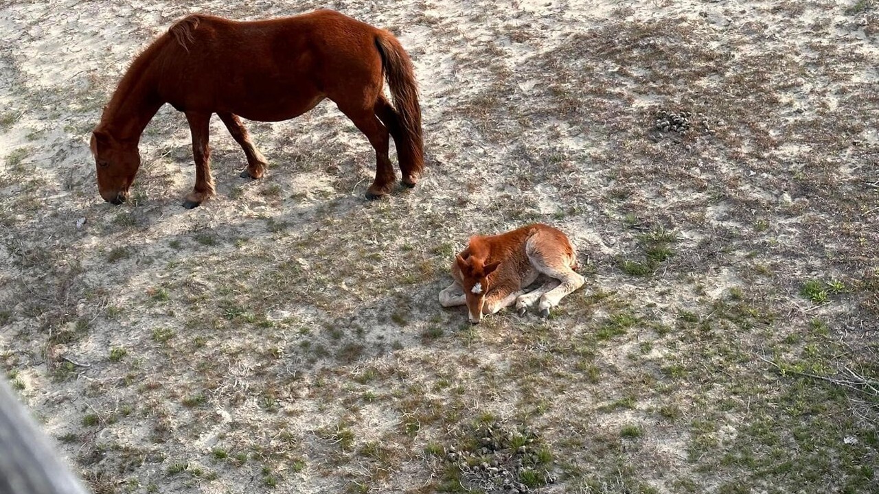 Photo of Others in Carova Beach