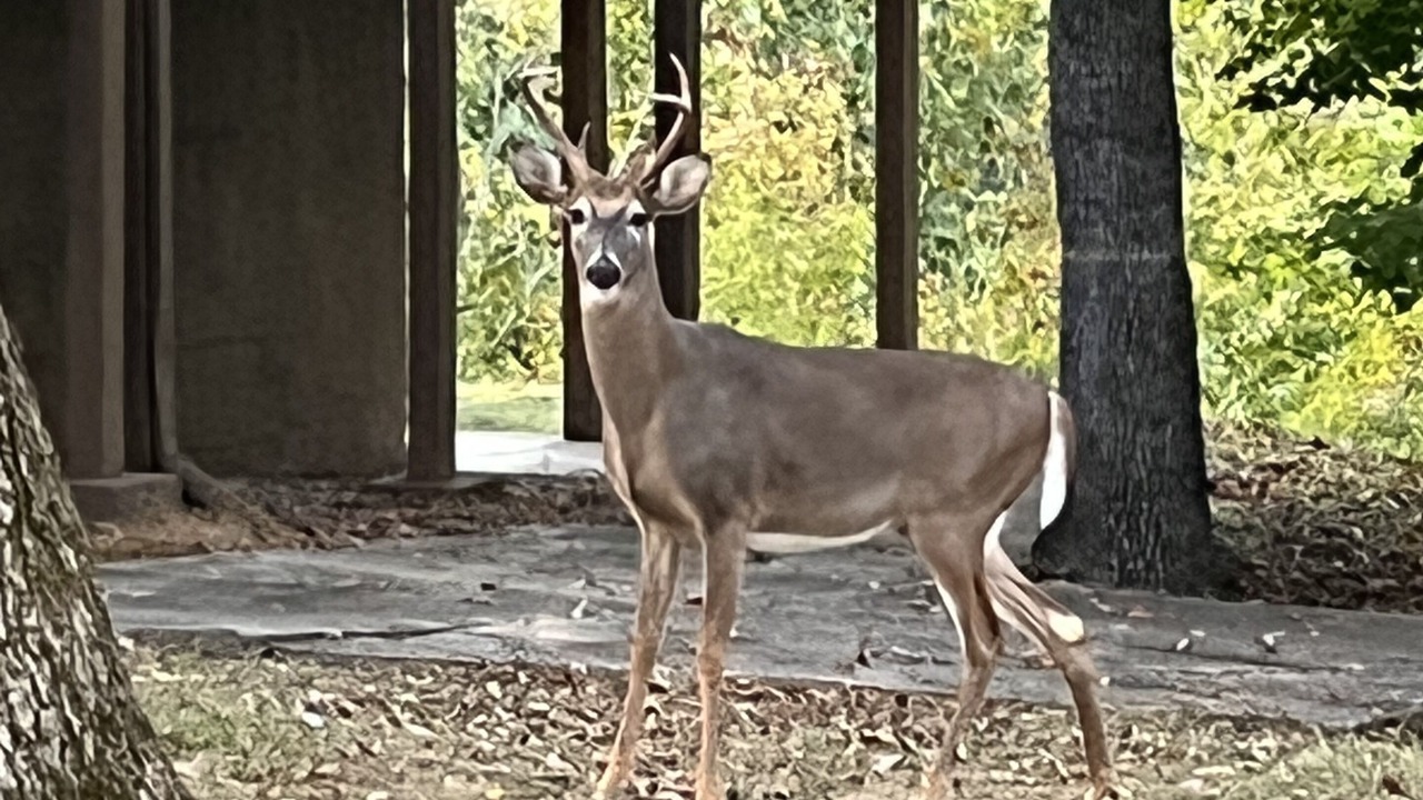 Photo of Outdoor in Bronston