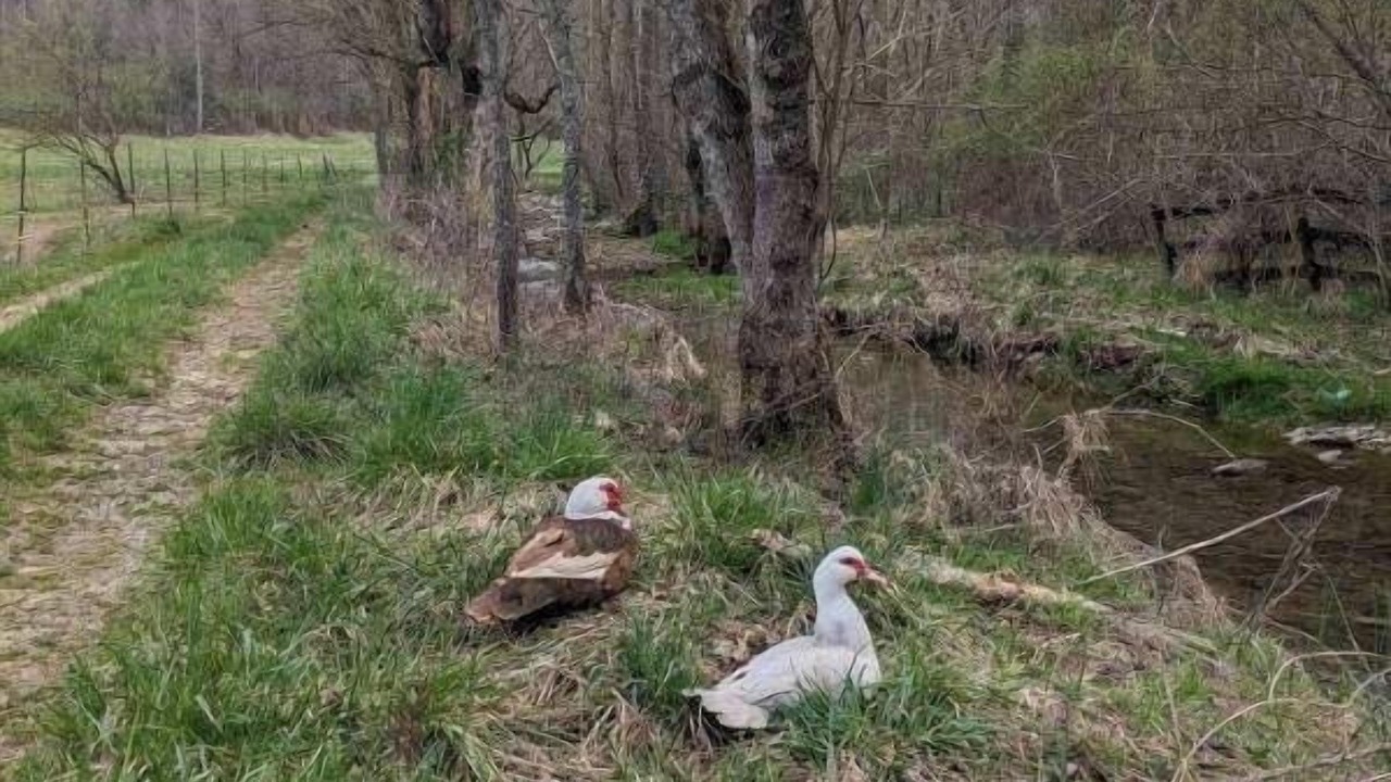 Photo of Others in Lynn Garden