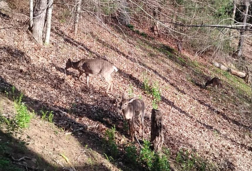 Photo of Outdoor in Boone