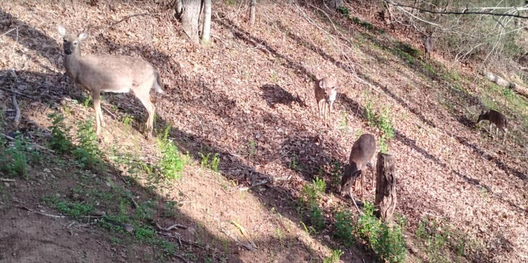 Photo of Outdoor in Boone