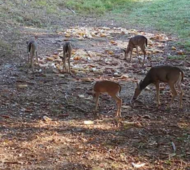 Photo of Others in Dunbar